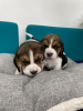 Foto №2 zu Ankündigung № 75137 zu verkaufen beagle - einkaufen Litauen quotient 	ankündigung