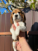 Zusätzliche Fotos: Charmanter Beagle-Welpe sucht ein Zuhause und die zärtlichsten Umarmungen!