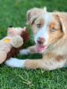 Foto №2 zu Ankündigung № 123110 zu verkaufen australian shepherd - einkaufen Australien züchter