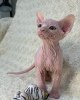 Foto №1. sphynx cat - zum Verkauf in der Stadt Miami | Frei | Ankündigung № 93315