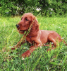 Foto №1. irish red setter - zum Verkauf in der Stadt Kiew | 800€ | Ankündigung № 11162