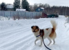 Foto №3. Bescheidener, ruhiger und liebevoller kleiner Hund. Russische Föderation