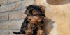 Foto №3. Yorkshire-Terrier-Welpen. Deutschland