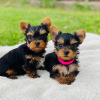 Foto №1. yorkshire terrier - zum Verkauf in der Stadt Амстердам | verhandelt | Ankündigung № 108247