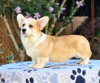 Foto №3. Welsh Corgi Pembroke Welpen zu verkaufen. Serbien