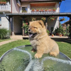 Foto №3. Chow-Chow-Männchen. Serbien