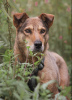 Foto №1. mischlingshund - zum Verkauf in der Stadt Москва | Frei | Ankündigung № 25774
