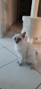 Foto №3. 2 Siamese cats looking for a loving home. Deutschland