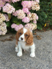 Foto №3. Entzückende Cavalier King Charles Welpen zur kostenlosen Adoption. Deutschland