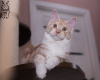 Zusätzliche Fotos: Maine Coon Katze STARKS TESSA