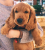 Foto №1. english cocker spaniel - zum Verkauf in der Stadt Tallinn | 460€ | Ankündigung № 88805