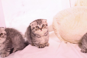 Foto №3. Munchkin Kätzchen zum Verkauf (Dackelkatze).. Russische Föderation