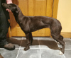 Foto №2 zu Ankündigung № 46384 zu verkaufen greyhound - einkaufen Irland züchter