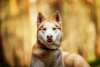 Foto №2 zu Ankündigung № 120233 zu verkaufen siberian husky - einkaufen Russische Föderation quotient 	ankündigung