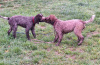 Zusätzliche Fotos: Lagotto Romagnolo Welpen