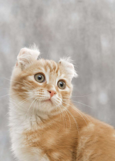 Foto №3. Labai gražiai oranžinis trumpaplaukis katinukas Amerikanische Locke (Amerikos. Litauen