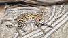 Zusätzliche Fotos: Servalkätzchen