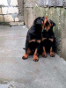 Foto №3. Rottweiler-Welpen. Serbien