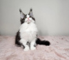 Foto №1. maine-coon-katze - zum Verkauf in der Stadt Cincinnati | 331€ | Ankündigung № 110709