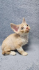 Foto №1. devon rex - zum Verkauf in der Stadt Bremen | 250€ | Ankündigung № 121654