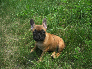 Foto №1. französische bulldogge - zum Verkauf in der Stadt Kiew | 248€ | Ankündigung № 2995