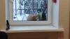 Zusätzliche Fotos: Die zarte Katze Busya sucht ein gutes Zuhause!