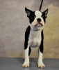 Zusätzliche Fotos: Boston Terrier Welpen zu verkaufen