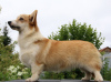 Foto №3. Welsh Corgi Pembroke Welpen Mädchen von Interchampion. Russische Föderation