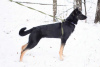 Foto №2 zu Ankündigung № 31060 zu verkaufen mischlingshund - einkaufen Russische Föderation quotient 	ankündigung