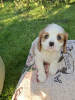Foto №4. Ich werde verkaufen amerikanischer cocker spaniel, english cocker spaniel, english springer spaniel, welsh springer spaniel, irish water spaniel, perro de agua español, mastín español, cavalier king charles spaniel, cavalier king charles spaniel, clumber spaniel, russian spaniel, tibet-spaniel in der Stadt Helsinki.  - preis - 1000€