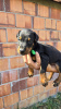 Foto №3. DOBERMAN PUPPIES. Serbien