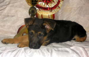 Foto №2 zu Ankündigung № 3755 zu verkaufen deutscher schäferhund - einkaufen Russische Föderation vom kindergarten, züchter