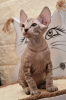 Foto №2 zu Ankündigung № 20357 zu verkaufen sphynx cat - einkaufen Israel vom kindergarten