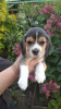 Foto №2 zu Ankündigung № 13044 zu verkaufen beagle - einkaufen Weißrussland quotient 	ankündigung, züchter