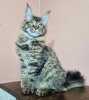 Foto №2 zu Ankündigung № 87566 zu verkaufen maine-coon-katze - einkaufen USA quotient 	ankündigung