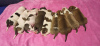 Foto №1. amerikanischer staffordshire terrier - zum Verkauf in der Stadt Bialystok | 1000€ | Ankündigung № 13461