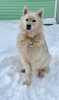 Foto №2 zu Ankündigung № 95834 zu verkaufen mischlingshund - einkaufen Russische Föderation quotient 	ankündigung