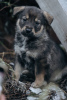 Zusätzliche Fotos: Die Kleinen suchen ein Zuhause und eine Familie!!