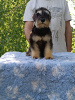 Foto №4. Ich werde verkaufen otterhund in der Stadt Belgrad.  - preis - verhandelt