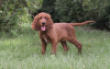 Foto №4. Ich werde verkaufen irish red setter in der Stadt Kiew. vom kindergarten - preis - 800€