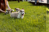 Foto №3. Ich biete super wunderschöne walisische Corgi-Babys zum Verkauf an) es sind 2. Ukraine