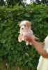 Foto №1. mischlingshund - zum Verkauf in der Stadt Minsk | 679€ | Ankündigung № 53285