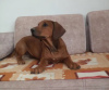 Foto №3. Rhodesian Ridgeback weiblich ZKWP/FCI. Polen