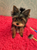 Foto №1. yorkshire terrier - zum Verkauf in der Stadt Saratov | 370€ | Ankündigung № 69405