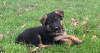 Foto №2 zu Ankündigung № 42257 zu verkaufen deutscher schäferhund - einkaufen Deutschland quotient 	ankündigung