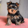 Foto №2 zu Ankündigung № 119346 zu verkaufen yorkshire terrier - einkaufen Deutschland quotient 	ankündigung