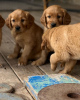 Foto №2 zu Ankündigung № 110033 zu verkaufen golden retriever - einkaufen Deutschland züchter