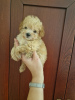 Foto №3. I am selling adorable maltipoo puppies. Serbien