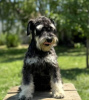 Foto №2 zu Ankündigung № 108884 zu verkaufen schnauzer - einkaufen Serbien züchter