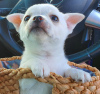 Foto №3. Entzückende Chihuahua-Welpen zur kostenlosen Adoption. Deutschland